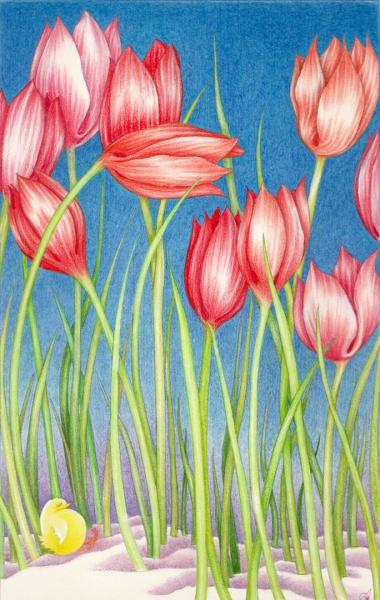 Notte e dì. Sotto i tulipani. 1994. Pastelli su carta. cm.29,7X21. Copyright  A. Cocchi ©  1994